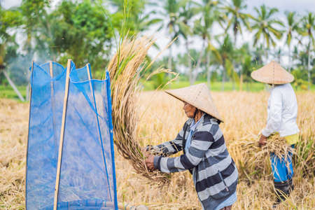 May 23, 2019, Indonesia, Bali: Indonesian farmer man sifting rice in the fields of Ubud, Bali. A common practice done in rural China, Vietnam, Thailand, Myanmar, Philippinesのeditorial素材