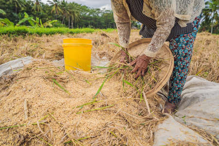 Indonesian farmer man sifting rice in the fields of Ubud, Bali. A common practice done in rural China, Vietnam, Thailand, Myanmar, Philippinesの写真素材