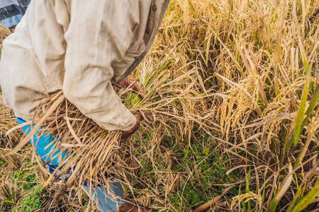 Indonesian farmer man sifting rice in the fields of Ubud, Bali. A common practice done in rural...