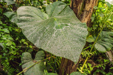 After the eruption of the volcano. Plants covered with ash from a volcanoの写真素材