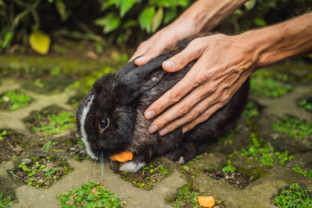 Hands protect rabbit. Cosmetics test on rabbit animal. Cruelty free and stop animal abuse conceptの写真素材