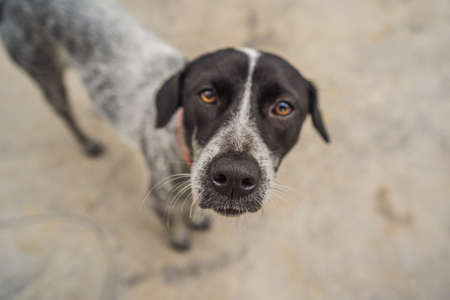 Playful dog face, black white and brown, with nose close to the camera lens, focus on face, closeup, with black and white tiled floor backgroundの写真素材