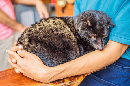 kopi luwak asian palm civet caffee, eyes closeup, most expensive coffee animalの写真素材