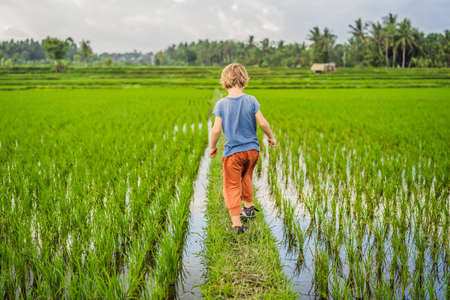 Tourist boy walks in a rice field. Traveling with children concept. Kids friendly placeの写真素材