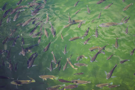 Colorful Koi fish on the pond in Kyoto, Japan. Koi fish is kept for decorative purposes in outdoor...
