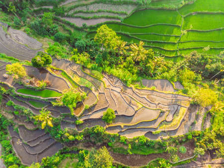 Green cascade rice field plantation at Bali, Indonesiaの写真素材