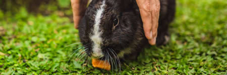 Hands protect rabbit. Cosmetics test on rabbit animal. Cruelty free and stop animal abuse concept BANNER, LONG FORMATの写真素材