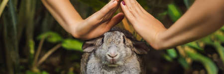 Hands protect rabbit. Cosmetics test on rabbit animal. Cruelty free and stop animal abuse concept BANNER, LONG FORMATの写真素材