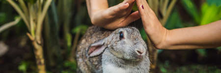 Hands protect rabbit. Cosmetics test on rabbit animal. Cruelty free and stop animal abuse concept BANNER, LONG FORMATの写真素材