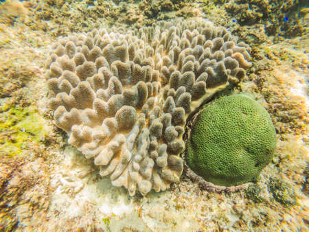 Photo of a tropical Fish on a coral reef.の写真素材