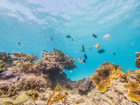 Photo of a tropical Fish on a coral reefの写真素材