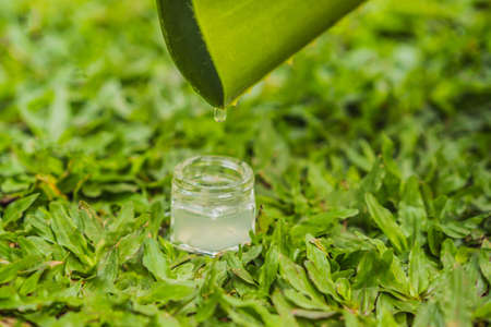 Transparent essence from aloe vera plant drips from leavesの写真素材