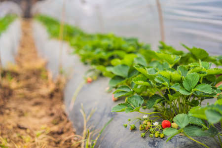 Strawberry plantation in Bali in the Bedugul area. Popular destination in tourism. Attraction of Baliの写真素材