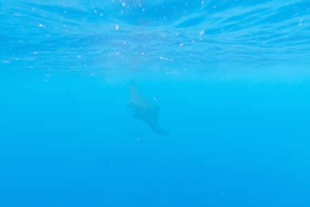 Manta ray in the blue water of the oceanの写真素材