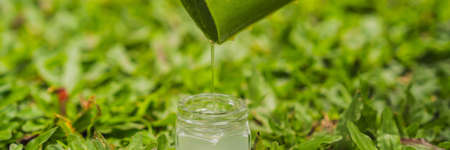 Transparent essence from aloe vera plant drips from leaves. BANNER, LONG FORMAT