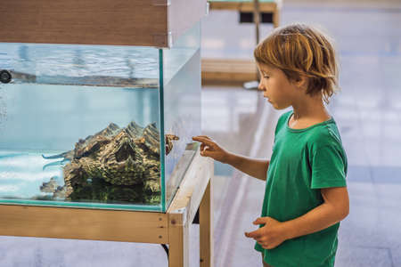Little kid boy admire big turtles in terrarium through the glassの写真素材
