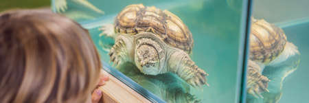 Little kid boy admire big turtles in terrarium through the glassの写真素材