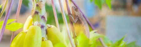 Big iguana lizard in terrariumの写真素材