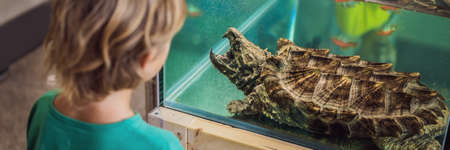 Little kid boy admire big turtles in terrarium through the glassの写真素材