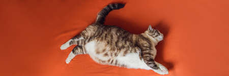 Very fat cat is obese, lies on an orange blanket. BANNER, LONG FORMAT