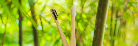 Bamboo toothbrush on a background of green growing bamboo. BANNER, LONG FORMATの写真素材