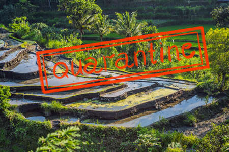 Quarantine due to coronavirus epidemic covid19 Green cascade rice field plantation at Bali,...