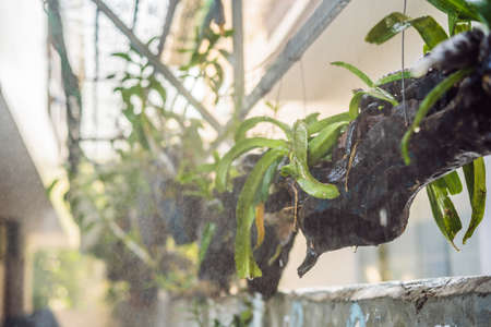 Drip for irrigation of several exits of waterの写真素材