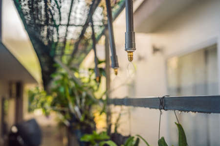 Drip for irrigation of several exits of waterの写真素材