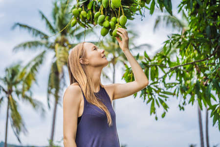 Young woman sniffing mango fruit on a tree in the garden. Harvesting. Close to nature