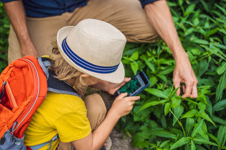 Dad and son identify plants using the application on a smartphone. augmented reality