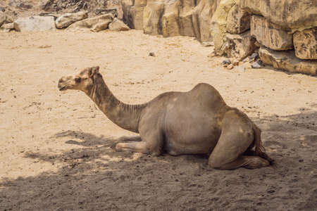 camel resting on sand dunes on a hot dayの写真素材