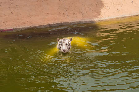 Portrait of a Royal Bengal tiger in waterの写真素材