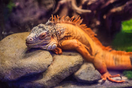 orange lizard sitting on tree in the natural habitat. close-up photosの写真素材
