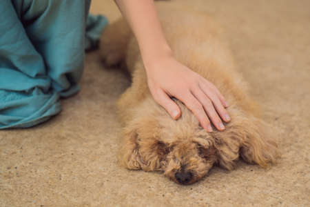 Hand stroking a dog. Animal Protection Concept.の写真素材