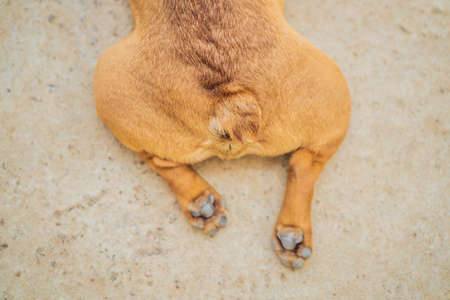 The dog lies with outstretched hind legs. Hot dog. Animal rightsの写真素材