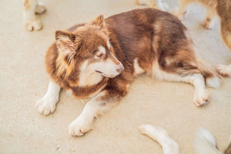 Fluffy brown dog lies on the floorの写真素材