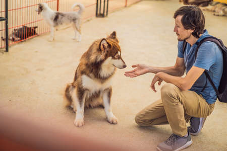 A man stroking a dog. Animal Protection Conceptの写真素材
