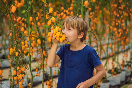 Young boy and Yellow cherry tomatoes grow in the garden. Close upの写真素材
