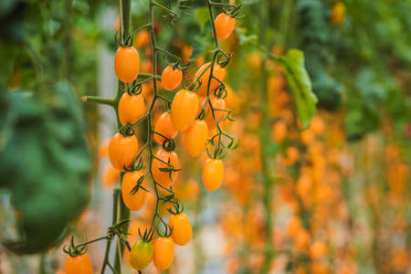 Yellow cherry tomatoes grow in the garden. Close up.の写真素材