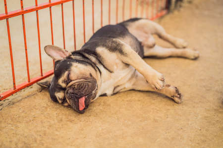 Funny dog with tongue hanging out sleeping on the floorの写真素材