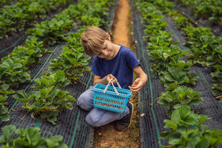 Little toddler boy on organic strawberry farm in summer, picking berries