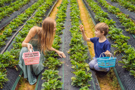 Mother and son toddler boy on organic strawberry farm in summer, picking berriesの写真素材