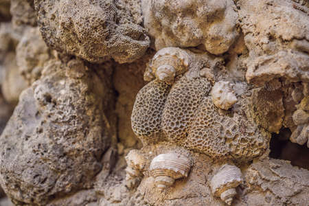 Chua Tu Van temple made of shells and corals or the dragon maze. Travel to Vietnam Concept
