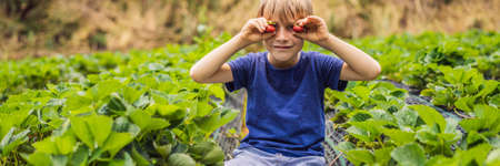 Little toddler boy on organic strawberry farm in summer, picking berries BANNER, LONG FORMAT