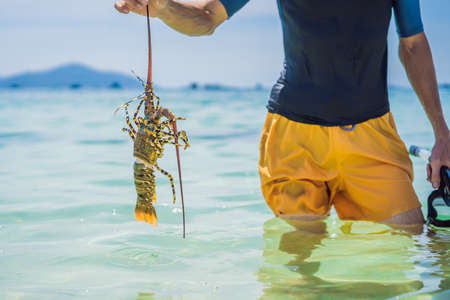 Lobster in the hands of a diver. Spiny lobster inhabits tropical and subtropical watersの写真素材