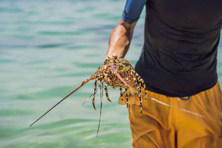Lobster in the hands of a diver. Spiny lobster inhabits tropical and subtropical watersの写真素材