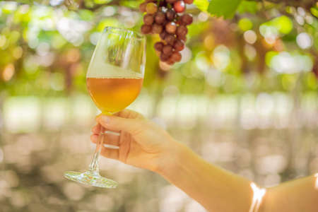 Woman with a glass of wine in the vineyardの写真素材