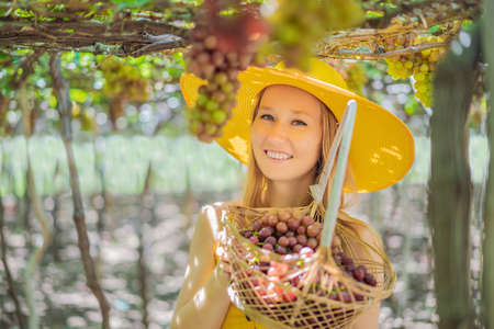 Happy smiling woman with red grapes harvest in basket, sunset vineyard backgroundの写真素材