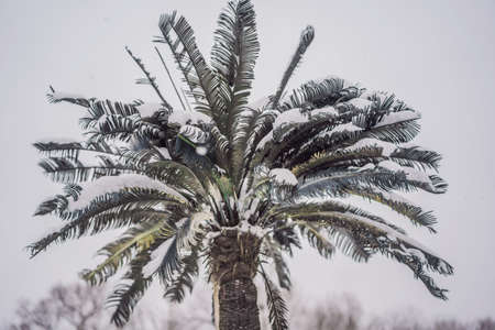 Hot tree, cold weather. Palm tree in the snowの写真素材