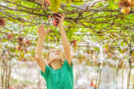 Child taking grapes from vine in autumn. Little boy in vineyard. Fight picking grapesの写真素材